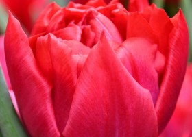 Tulipa First Price ® (4)